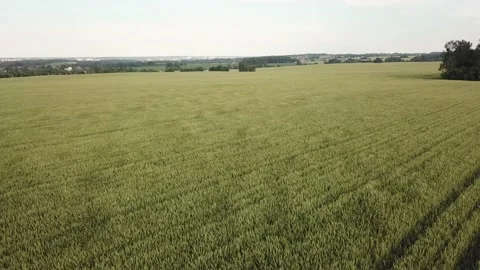 Field of rye. Beautiful summer field. Bread grows. Flying over a beautiful fi Stock Footage 134071122
