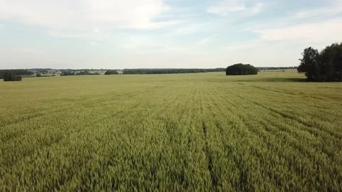 Field of rye. Beautiful summer field. Bread grows. Flying over a beautiful fi Stock Footage 134071373