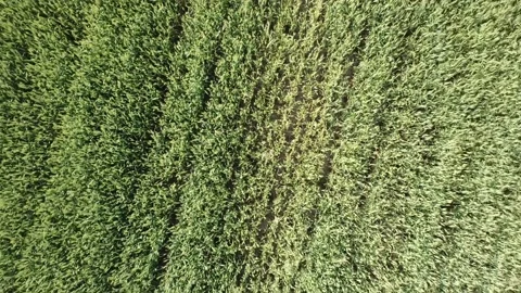 Field of rye. Beautiful summer field. Bread grows. Flying over a beautiful fi Stock Footage 134071601