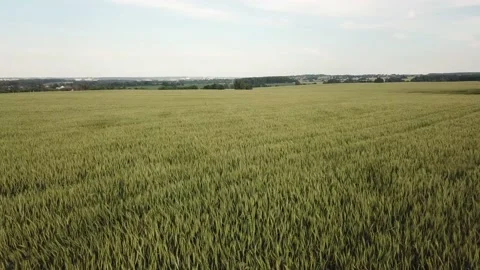 Field of rye. Beautiful summer field. Bread grows. Flying over a beautiful fi Stock Footage 134071789