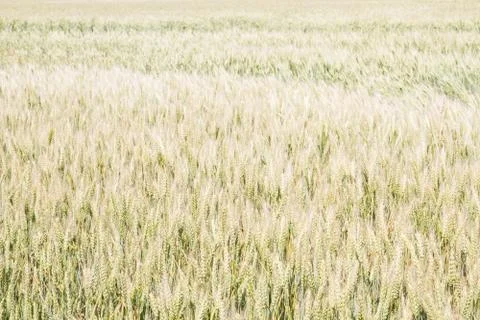 Field of rye ears of future bread in early summer Stock Photos