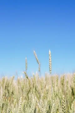 Field of rye ears of future bread in early summer Stock Photos