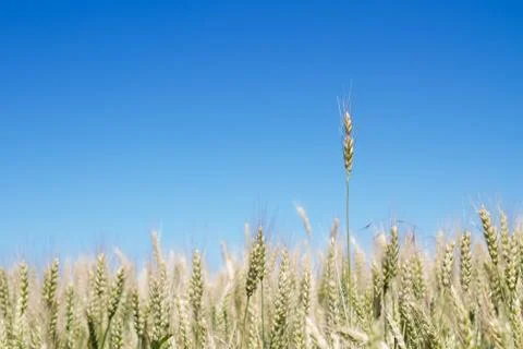 Field of rye ears of future bread in early summer Stock Photos