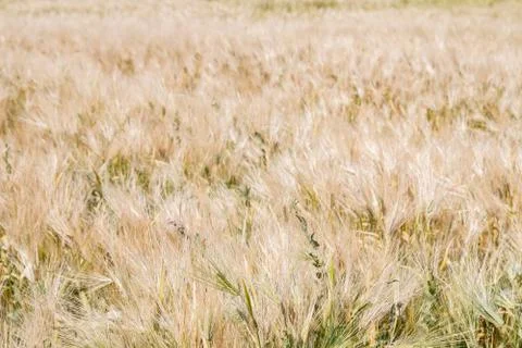 Field of rye ears of future bread in early summer Stock Photos