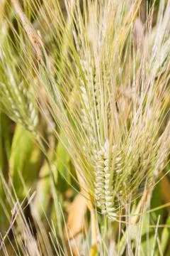 Field of rye ears of future bread in early summer Stock Photos