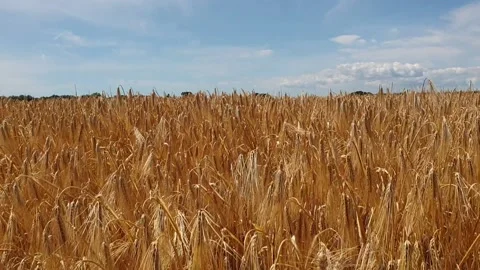 Field of Rye in England Stock Footage 135082088
