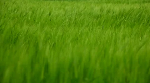 Field rye Video stock 957294