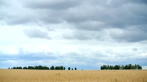 Field. Rye Stock Footage 40467894