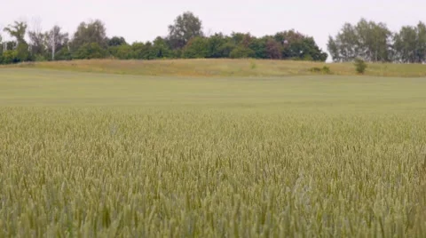 Field of rye 스톡 동영상 65988535