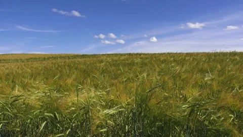 Field of rye Stock Footage 80999838