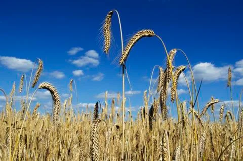 Field of rye Stock Photos