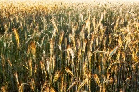 Field of rye Stock Photos