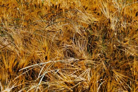 Field of rye Stock Photos