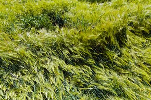 Field of rye Stock Photos