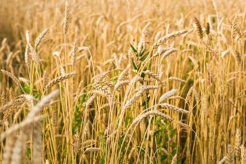 Field of rye Stock Photos