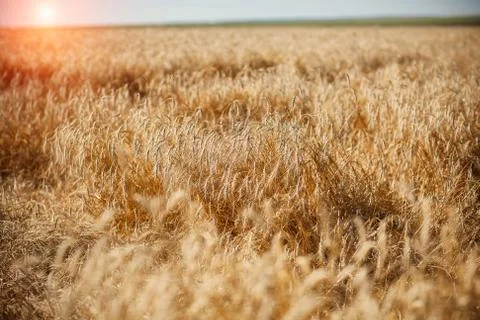 Field with rye Stock Photos