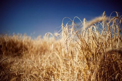 Field with rye Foto stock