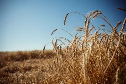 Field with rye Stock Photos