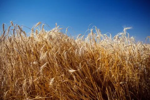 Field with rye Stock Photos