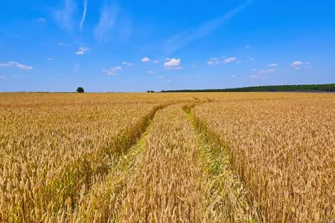 Field of Rye Stock Photos