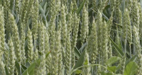 Field of rye with rye ears Stock Footage 199085824
