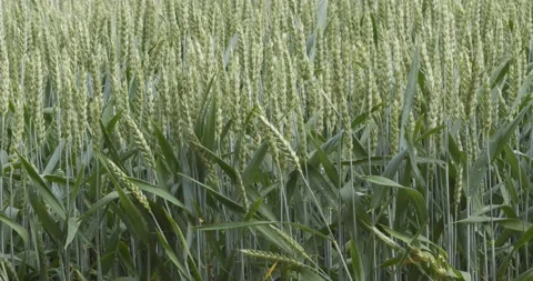 Field of rye with rye ears Stock Footage 199085829