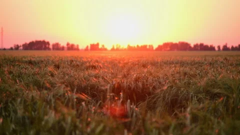 Field of rye at sunset Stock Footage 89753874