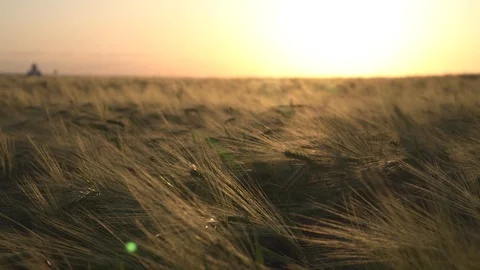 Field rye at sunset Vídeo Stock 90063149