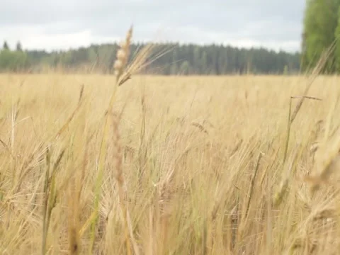 Field of rye swinging in the wind Stock Footage 145368560