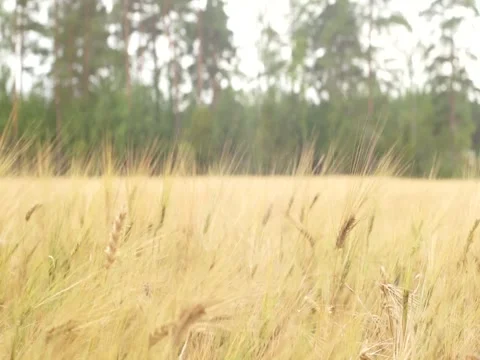 Field of rye swinging in the wind with forest background Stock Footage 145368577