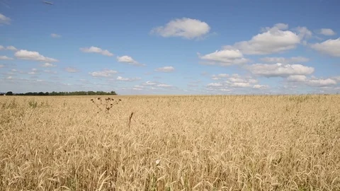 A field of rye under the blue sky Stock Footage 80016860