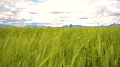 A field of rye under a cloudy sky 動画素材 107314914