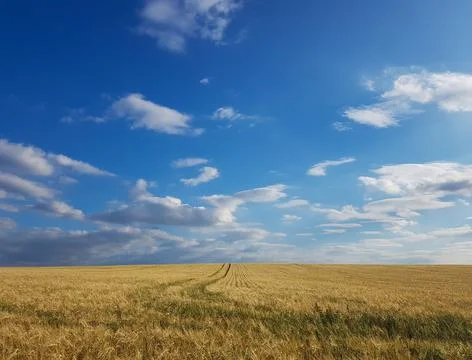 Field Rye Wheat Stock Photos