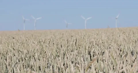 Field of rye with windmills in the background Stock Footage 200282605