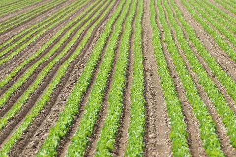 Field of salad Stock Photos