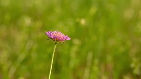 Field scabious flower gently swaying in a light summer breeze Vídeo Stock 341245364