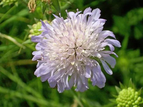 Field scabious flower Stock Photos