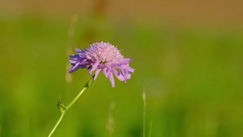 Field scabious flower swaying in the wind Stock Footage 315525232