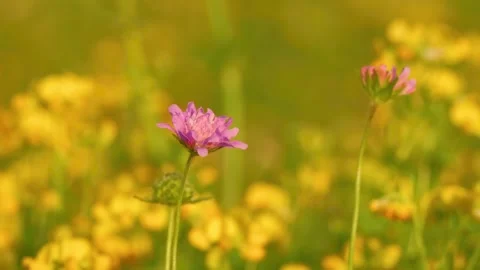 A field scabious flower sways in the breeze among yellow wildflowers Video stock 340618777