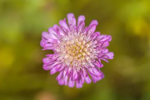 Field Scabious 库存照片