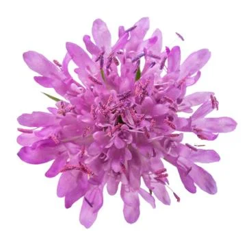 Field scabious Stock Photos