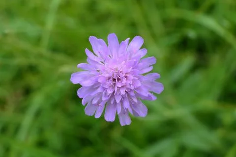 Field Scabious. Stock Photos