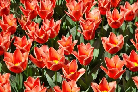 Field of scarlet tulips Stock Photos