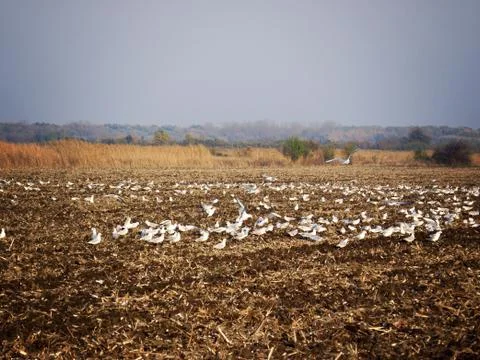 Field with Seagulls Stock-Fotos