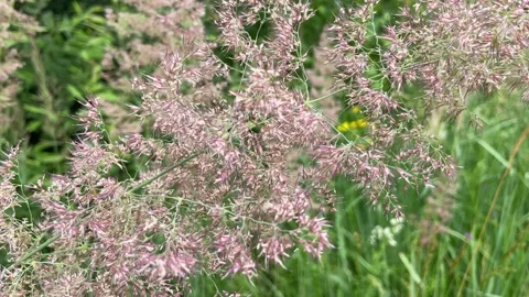 A field of seeding Pampass grass in front of a row of trees in the fall Stock Footage 234244049