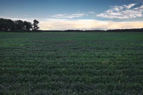 Field seen during a summer late afternoon golden hour, Quebec, C Stock Photos