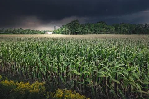 Field seen during a summer late afternoon golden hour, Quebec, Stock Photos