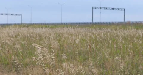 Field with selective focus on wild grasses  and highway on background. Stock-Footage 130638223