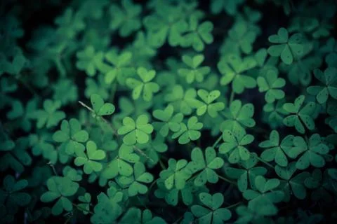 Field of Shamrocks Stock Photos
