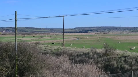 Field with sheep and a passing train Stock Footage 330979859